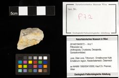 Foto (Objekt + Etiketten) von Pithonoton sp. 